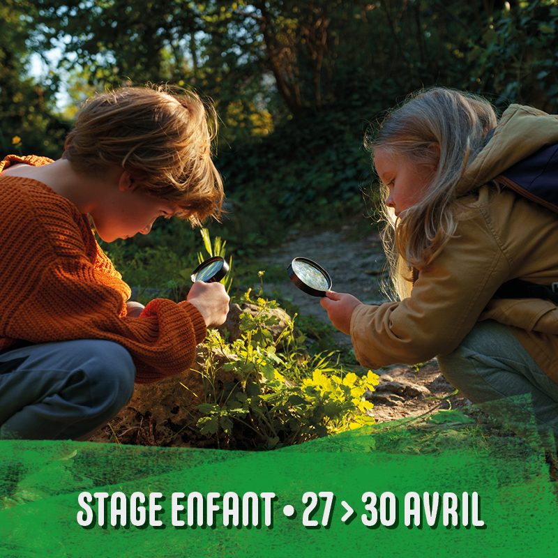 "Le Réveil de la Forêt Endormie"